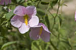 Virginia saltmarsh mallow